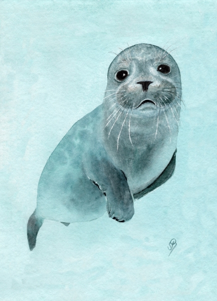 Postcard DIN-A6 little seal DK25